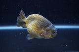 Ranchu  Green 3.5 Inch (ID#304R8c-68) Free2Day SHIPPING