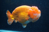 Giant Ranchu  Red White 6 Inch (ID#404R14b-106)