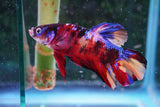 Giant Nemo Koi Galaxy  Plakat Male Betta (ID#801-M504) Free2Day SHIPPING