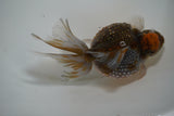 Crown Pearlscale  Kirin 5.5 Inch (ID#1015P8c-60)