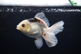 Juvenile Thai Oranda  Panda 4 Inch (ID#1213To12c-73) Free2Day SHIPPING