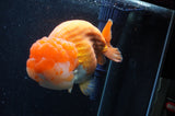 Giant Ranchu  Red White 6 Inch (ID#404R14b-106)