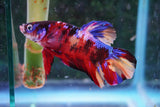 Giant Nemo Koi Galaxy  Plakat Male Betta (ID#801-M504) Free2Day SHIPPING