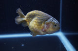 Ranchu  Green 3.5 Inch (ID#304R8c-68) Free2Day SHIPPING