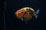 Juvenile Ranchu  Calico 3 Inch (ID#1203R9b-65) Free2Day SHIPPING