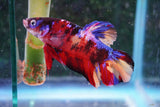 Giant Nemo Koi Galaxy  Plakat Male Betta (ID#801-M504) Free2Day SHIPPING