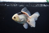 Juvenile Thai Oranda  Panda 4 Inch (ID#1213To12c-73) Free2Day SHIPPING