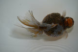 Crown Pearlscale  Kirin 5.5 Inch (ID#1015P8c-60)