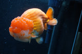 Giant Ranchu  Red White 6 Inch (ID#404R14b-106)