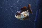 Short Body Thai Oranda  Panda 3.5 Inch (ID#1101To14b-58) Free2Day SHIPPING