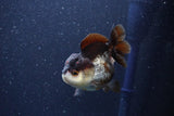 Short Body Thai Oranda  Panda 3.5 Inch (ID#1101To14b-58) Free2Day SHIPPING