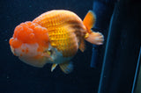 Giant Ranchu  Red White 6 Inch (ID#404R14b-106)