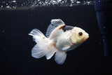 Juvenile Thai Oranda  Panda 4 Inch (ID#1213To12c-73) Free2Day SHIPPING