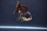 Short Body Thai Oranda  Panda 3.5 Inch (ID#1101To14b-58) Free2Day SHIPPING