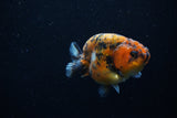 Juvenile Ranchu  Calico 3 Inch (ID#1203R9b-65) Free2Day SHIPPING