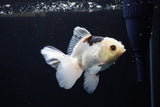 Juvenile Thai Oranda  Panda 4 Inch (ID#1213To12c-73) Free2Day SHIPPING