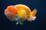 Giant Ranchu  Red White 6 Inch (ID#404R14b-106)