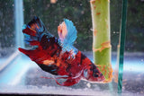 Giant Nemo Koi Galaxy  Plakat Male Betta (ID#801-M505) Free2Day SHIPPING