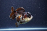 Short Body Thai Oranda  Panda 3.5 Inch (ID#1101To14b-58) Free2Day SHIPPING