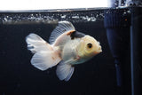 Juvenile Thai Oranda  Panda 4 Inch (ID#1213To12c-73) Free2Day SHIPPING