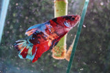 Giant Nemo Koi Galaxy  Plakat Male Betta (ID#801-M505) Free2Day SHIPPING