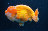 Giant Ranchu  Red White 6 Inch (ID#404R14b-106)