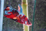 Giant Nemo Koi Galaxy  Plakat Male Betta (ID#801-M505) Free2Day SHIPPING