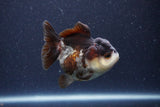 Short Body Thai Oranda  Panda 3.5 Inch (ID#1101To14b-58) Free2Day SHIPPING