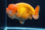 Giant Ranchu  Red White 6 Inch (ID#404R14b-106)