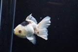 Juvenile Thai Oranda  Panda 4 Inch (ID#1213To12c-73) Free2Day SHIPPING