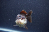 Short Body Thai Oranda  Panda 3.5 Inch (ID#1101To14b-58) Free2Day SHIPPING