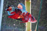 Giant Nemo Koi Galaxy  Plakat Male Betta (ID#801-M505) Free2Day SHIPPING