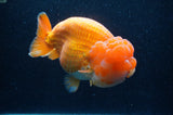 Giant Ranchu  Red White 6 Inch (ID#404R14b-106)