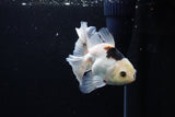 Juvenile Thai Oranda  Panda 4 Inch (ID#1213To12c-73) Free2Day SHIPPING