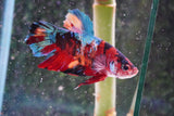 Giant Nemo Koi Galaxy  Plakat Male Betta (ID#801-M505) Free2Day SHIPPING