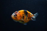 Juvenile Ranchu  Calico 3.5 Inch (ID#1203R9b-66) Free2Day SHIPPING