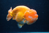 Giant Ranchu  Red White 6 Inch (ID#404R14b-106)