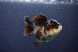 Short Body Thai Oranda  Panda 3.5 Inch (ID#1101To14b-58) Free2Day SHIPPING