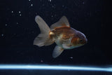 Juvenile Thai Oranda  Bronze 4 Inch (ID#1213To12c-74) Free2Day SHIPPING