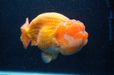 Giant Ranchu  Red White 6 Inch (ID#404R14b-106)