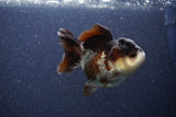 Short Body Thai Oranda  Panda 3.5 Inch (ID#1101To14b-58) Free2Day SHIPPING