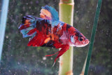 Giant Nemo Koi Galaxy  Plakat Male Betta (ID#801-M505) Free2Day SHIPPING