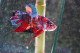 Giant Nemo Koi Galaxy  Plakat Male Betta (ID#801-M505) Free2Day SHIPPING