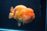 Giant Ranchu  Red White 6 Inch (ID#404R14b-106)