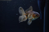 Juvenile Thai Oranda  Bronze 4 Inch (ID#1213To12c-74) Free2Day SHIPPING