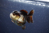 Short Body Thai Oranda  Panda 3.5 Inch (ID#1101To14b-58) Free2Day SHIPPING