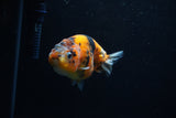 Juvenile Ranchu  Calico 3.5 Inch (ID#1203R9b-66) Free2Day SHIPPING