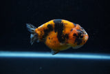 Juvenile Ranchu  Calico 3.5 Inch (ID#1203R9b-66) Free2Day SHIPPING