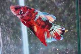 Giant Nemo Koi Galaxy  Plakat Male Betta (ID#801-M505) Free2Day SHIPPING