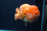 Giant Ranchu  Red White 6 Inch (ID#404R14b-106)